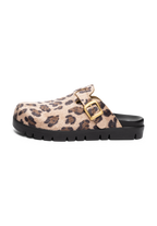 leopard